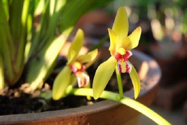 Lan rừng: 22 loại đẹp nhất nên trồng trong nhà và cách chăm sóc - 3