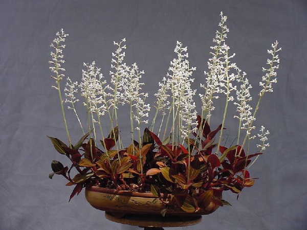 Lan rừng: 22 loại đẹp nhất nên trồng trong nhà và cách chăm sóc - 20