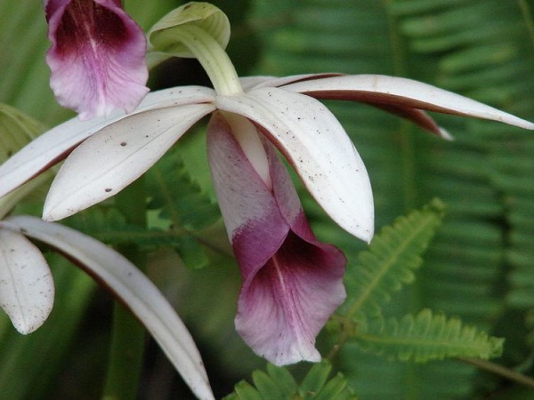 Lan rừng: 22 loại đẹp nhất nên trồng trong nhà và cách chăm sóc - 15