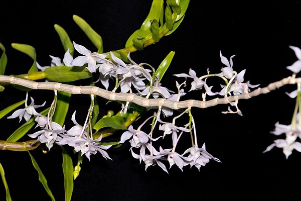 Lan rừng: 22 loại đẹp nhất nên trồng trong nhà và cách chăm sóc - 21