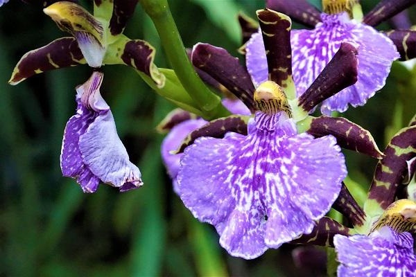 Lan rừng: 22 loại đẹp nhất nên trồng trong nhà và cách chăm sóc - 10