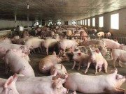 Tiêu dùng - Giá thịt lợn "rơi tự do" xuống dưới 30.000 đồng/kg, rẻ như rau