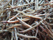 Lifestyle - Loài động vật nhìn ghê rợn nhưng là đặc sản nức tiếng Trà Vinh, có tiền cũng khó mua được