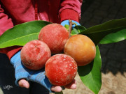 Xem ăn chơi - Sửng sốt với loại quả lạ lẫm ở Việt Nam, đặc sản nổi tiếng chỉ có ở nơi này