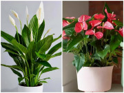 Nhà đẹp - 6 cây cảnh đẹp, dễ trồng còn mang ý nghĩa tốt lành, hút tài lộc cho gia chủ