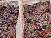 Tiêu dùng - Sự thật về loại nho không hạt, siêu ngọt siêu giòn, chỉ hơn 30.000đồng/kg đang gây sốt tại Việt Nam