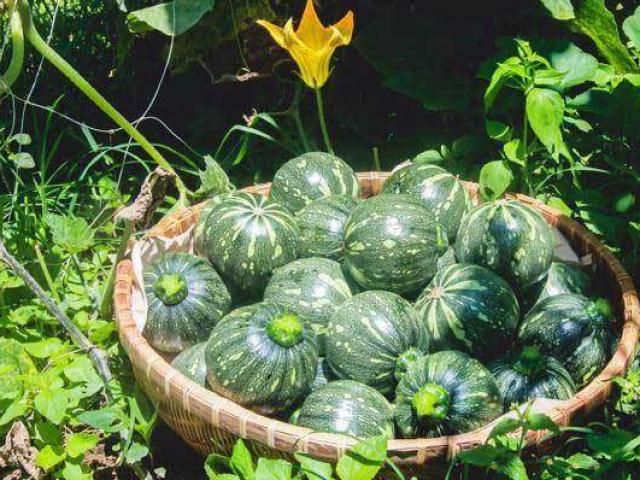 Loại quả mệnh danh thực phẩm trường sinh rất rẻ vì sao chỉ ăn 2 lần/tuần?