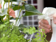 Nhà đẹp - Chăm sóc cây cảnh không chỉ tưới nước là đủ, cần phải lưu ý đến những điều này