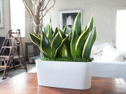 Nhà đẹp - Cây cảnh để bàn làm việc, phòng khách đẹp, hợp phong thủy