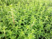 Xem ăn chơi - Xưa mọc đầy không ai hái, giờ được người dân ưa chuộng đến lạ, chế biến thành nhiều món ngon