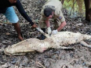 Tin tức - Bắt được cá sấu "khủng" dài hơn 3 m, người dân kinh hãi khi mổ bụng