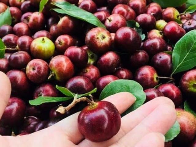 Loại quả xưa chín rụng đem vứt đi, giờ thành đặc sản nổi tiếng 100.000đồng/kg, đặt trước mới có hàng