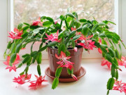 Nhà đẹp - Những loại hoa "hút" không khí lạnh, mùa đông vẫn lớn phây phây, cho hoa đều