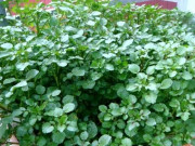 Xem ăn chơi - Xưa có đầy không ai hái, giờ thành đặc sản được chị em nội trợ chế biến nhiều món ngon