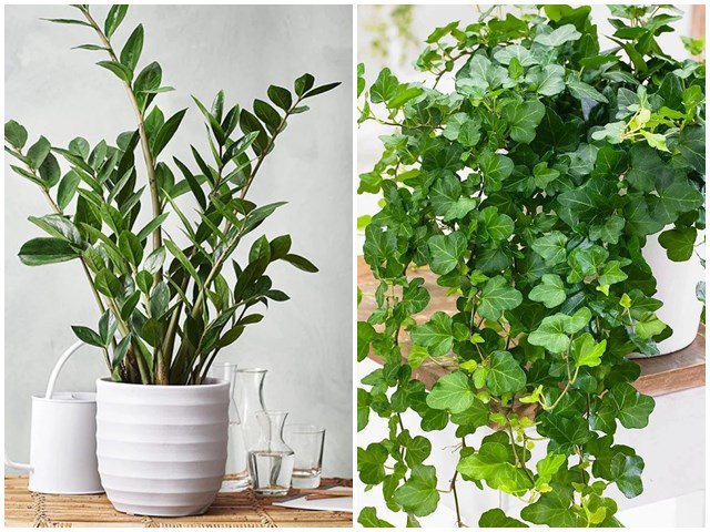 7 cây cảnh hút bụi mịn tốt nhất, giúp thanh lọc không khí nên trồng trong nhà