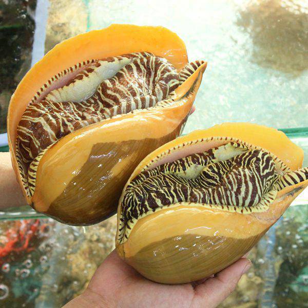 Ốc giác vàng có kích thước trung bình từ 1-5 kg/con