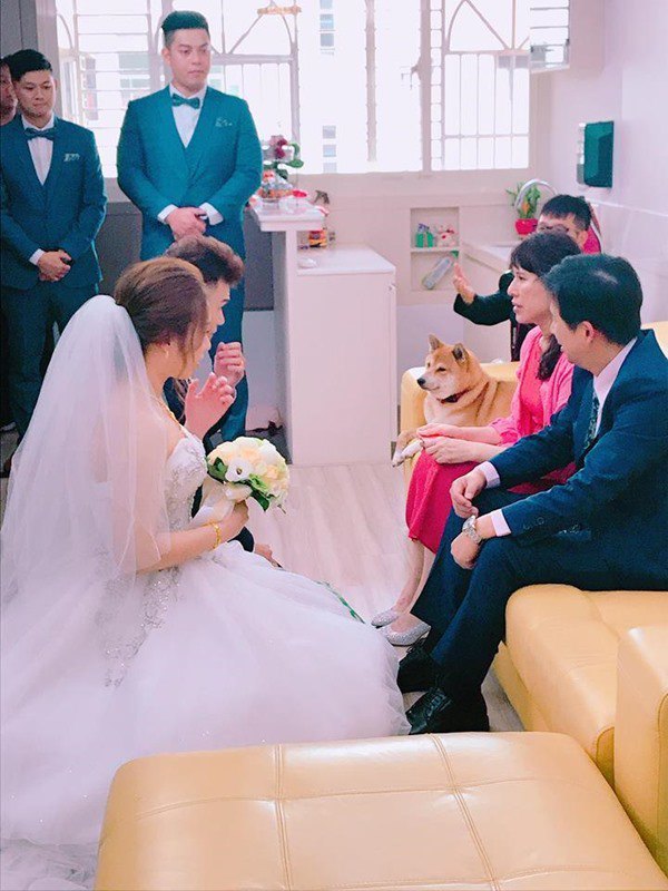 Biết tin cô chủ kết hôn chú chó mặt buồn như sắp khóc, bức ảnh cưới có điều lạ - 5