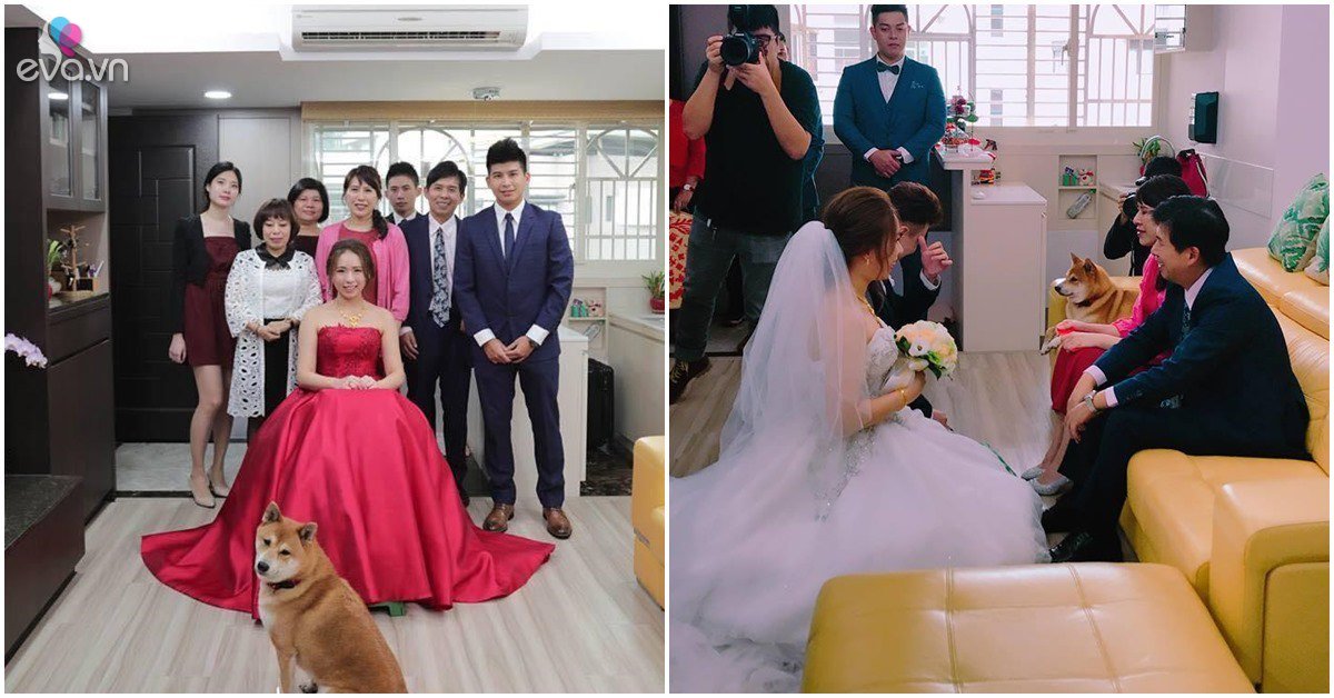 View - Biết tin cô chủ kết hôn chú chó mặt buồn như sắp khóc, bức ảnh cưới có điều lạ