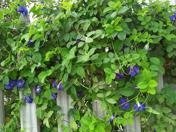 Cây hoa đậu biếc trước trồng làm hàng rào ở quê