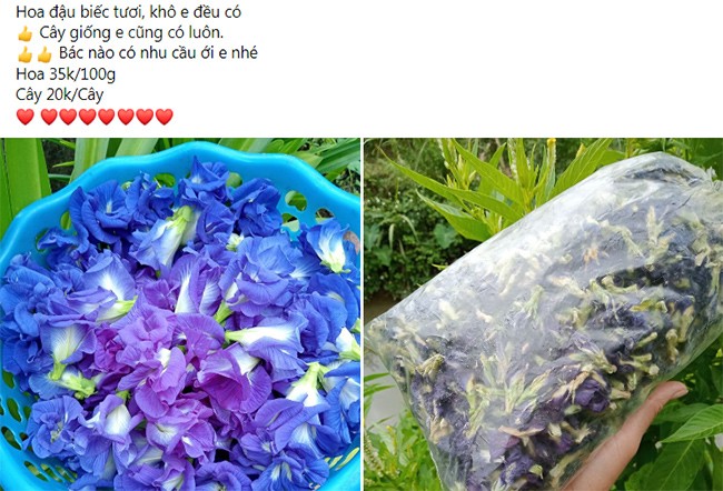 Loại cây xưa trồng làm hàng rào bất ngờ thành đặc sản 550.000đồng/kg, có tiền cũng khó mua được - 2