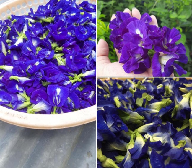 Loại cây xưa trồng làm hàng rào bất ngờ thành đặc sản 550.000đồng/kg, có tiền cũng khó mua được - 4