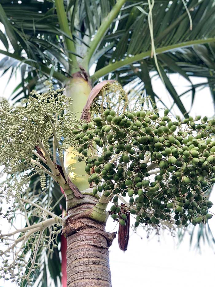 Loại quả xưa chỉ vứt đi, nay làm thành đặc sản miền Tây phải đặt trước mới có hàng - 1