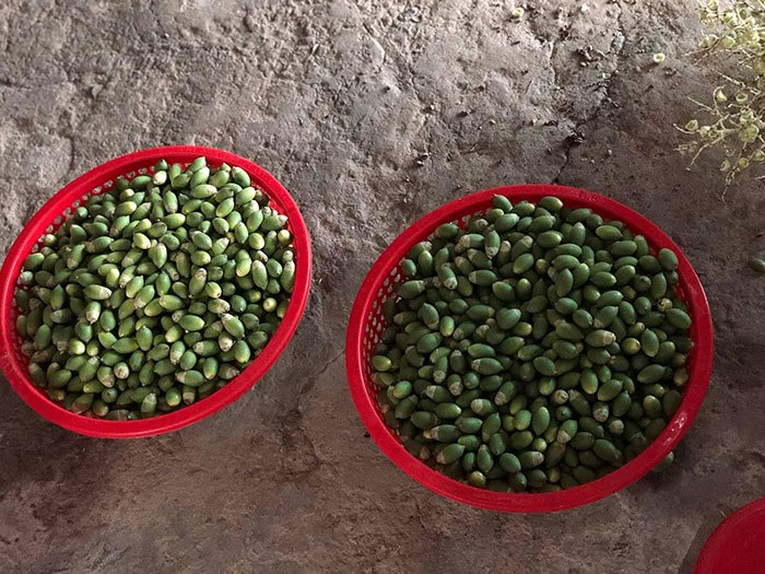 Loại quả xưa chỉ vứt đi, nay làm thành đặc sản miền Tây phải đặt trước mới có hàng - 3