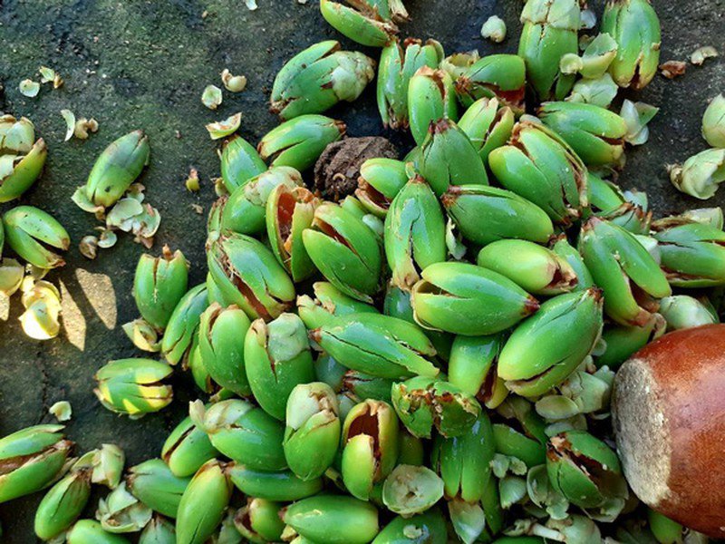 Loại quả xưa chỉ vứt đi, nay làm thành đặc sản miền Tây phải đặt trước mới có hàng - 4