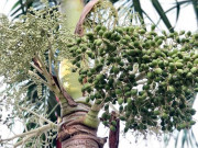 Xem ăn chơi - Loại quả xưa chỉ vứt đi, nay làm thành đặc sản miền Tây phải đặt trước mới có hàng