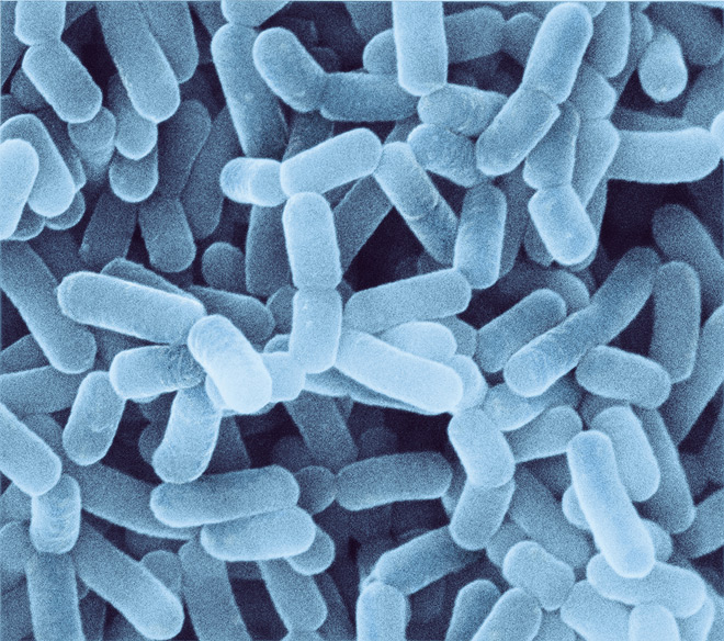 Bổ sung lợi khuẩn vào chế độ ăn uống hàng ngày có thể duy trì sức khỏe tốt và phòng tránh dịch bệnh