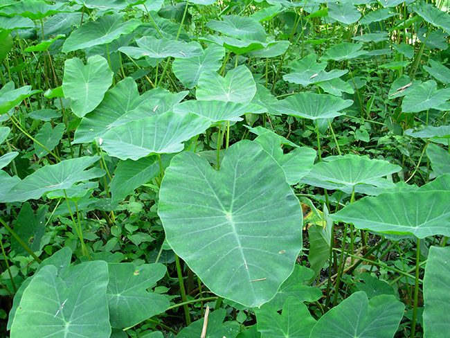 Trước đây, dọc mùng mọc hoang dại ở bờ ao, đầm lầy ở khắp các làng quê Việt Nam
