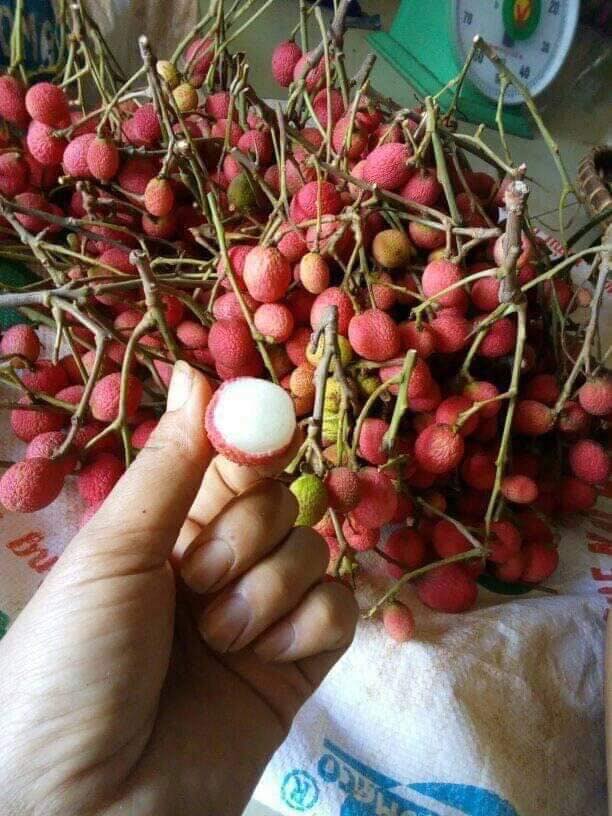 Loại quả mọc dại không ai ngó ngàng giờ thành quà vặt gây sốt, chị em cuống cuồng mua - 2
