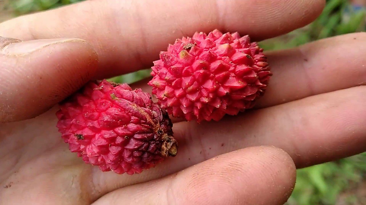 Loại quả mọc dại không ai ngó ngàng giờ thành quà vặt gây sốt, chị em cuống cuồng mua - 4