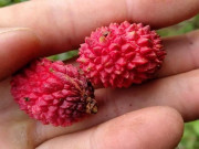 Xem ăn chơi - Loại quả mọc dại không ai ngó ngàng giờ thành quà vặt gây sốt, chị em cuống cuồng mua