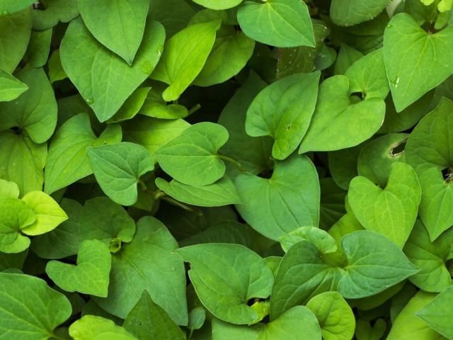 Xưa mọc đầy không ai ăn, giờ thành đặc sản được chị em ưa chuộng, giá lên đến 40.000/kg