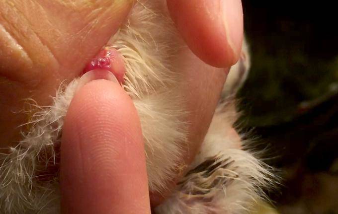 Con trống sẽ có gai giao phối điển hình ở hậu môn. Ảnh: Phan Dương/ VnExpress.