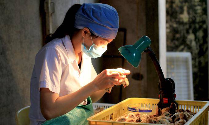 Với kinh nghiệm lâu năm, chị Dung chỉ mất chừng 2 giây đã phân biệt được trống/mái. Ảnh: Phan Dương.