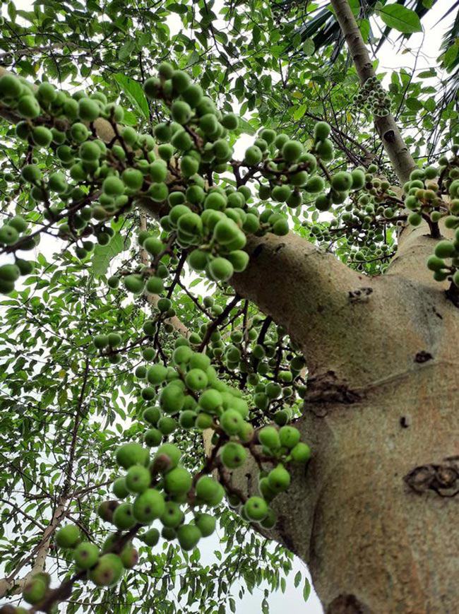 Quả sung có đầy ở các làng quê Việt Nam, trước đây ít ai sử dụng