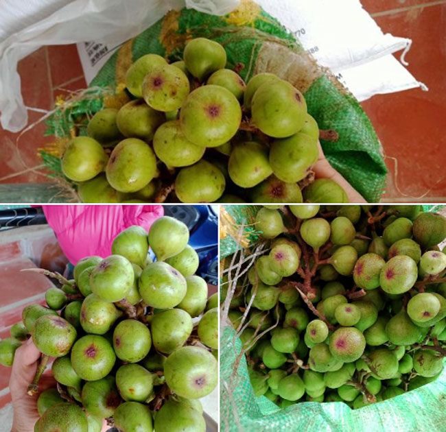 Loại quả xưa chín rụng bạt ngàn nhặt vứt đi, giờ là đặc sản 350.000đồng/kg, muốn mua phải đặt trước - 4