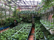 Nhà đẹp - Mẹ Hà Nội làm vườn treo trên sân thượng 50m2, cả năm không mất tiền mua rau