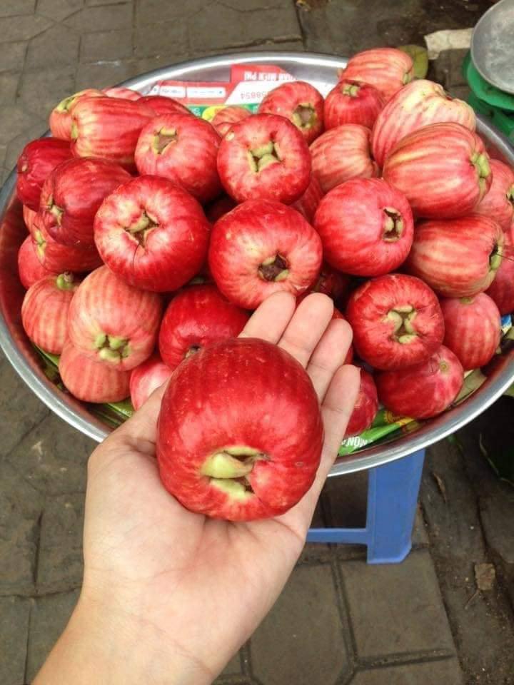 Loại quả xưa rụng không ai nhặt, nay thành đặc sản được lòng chị em giá lên đến 150k/kg - 1