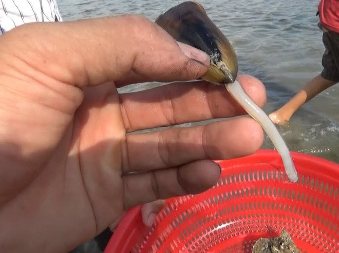 Loài vật nhìn như giun nhưng ăn vừa ngọt vừa thơm, là đặc sản độc nhất Kiên Giang - 2
