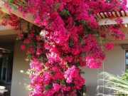 Nhà đẹp - Muốn trồng cây cảnh đẹp, ít sâu bọ ở ban công đừng bỏ qua loài hoa này