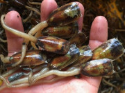 Xem ăn chơi - Loài vật nhìn như giun nhưng ăn vừa ngọt vừa thơm, là đặc sản độc nhất Kiên Giang