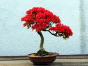 Nhà đẹp - Cây Bonsai là gì? Phân loại, ý nghĩa và những sự thật thú vị