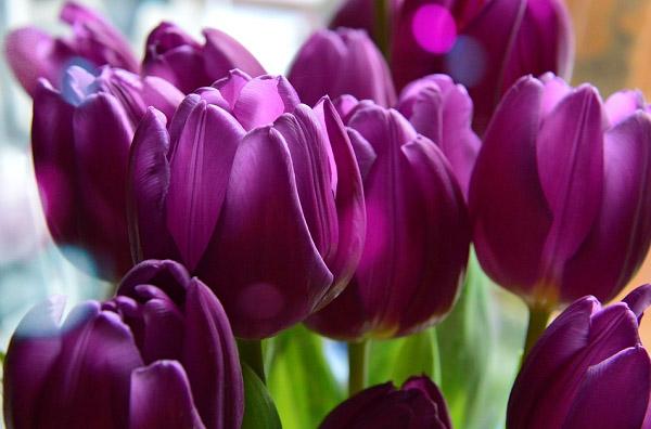 Ý nghĩa hoa Tulip tím tượng trưng cho sự quý phái, quyền lực và thủy chung