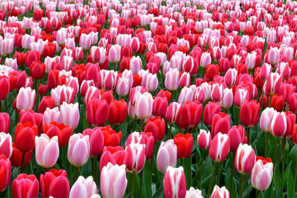 Màu hồng của hoa Tulip là màu của hạnh phúc, đủ đầy