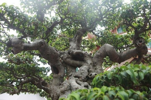Các loại cây Sanh cảnh đẹp, ý nghĩa và cách trồng giúp tạo dáng đẹp - 1