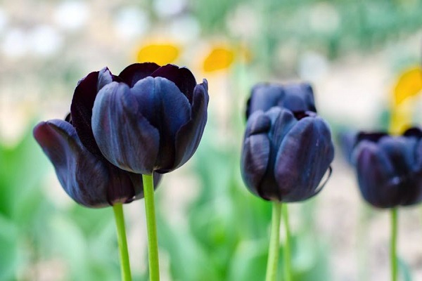 Hoa Tulip đen thể hiện tình yêu đơn phương, say đắm và cuồng nhiệt