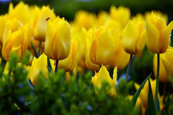 Ý nghĩa hoa Tulip vàng tượng trưng cho niềm tin, sự lạc quan trong cuộc sống